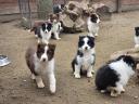 Border Collie fajtájú tiszta kölykök eladók