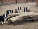 Border Collie fajtájú tiszta kölykök eladók