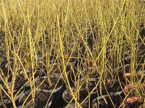 Konténeres díszcserjék telepítése egész évben – széles választék,  szaktanácsadással