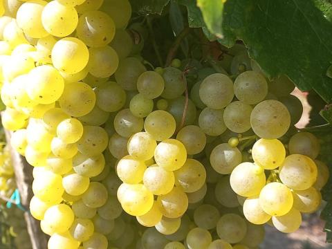 Furmint és Hárslevelű minőségi borszőlő eladó Szerencsen Furmint és Hárslevelű minőségi borszőlő eladó Szerencsen
