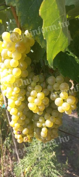 Furmint és Hárslevelű minőségi borszőlő eladó Szerencsen