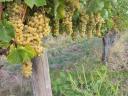 Furmint és Hárslevelű minőségi borszőlő eladó Szerencsen