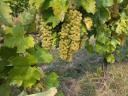 Furmint és Hárslevelű minőségi borszőlő eladó Szerencsen