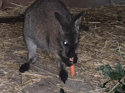 Walaby fiatal kenguru pár eladó Walaby fiatal kenguru pár eladó