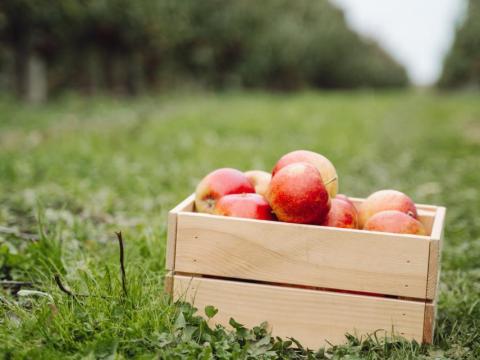 Léalma vásár 2025 - almaléhez, pálinkához ideális alma eladó