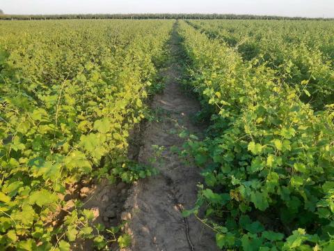 Gyökeres szőlővessző eladó