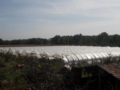 Fóliasátor, fóliaváz eladó – 1500 m2 vándorfólia váz, egyben Fóliasátor, fóliaváz eladó – 1500 m2 vándorfólia váz, egyben