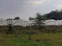 Fóliasátor, fóliaváz eladó – 1500 m2 vándorfólia váz, egyben