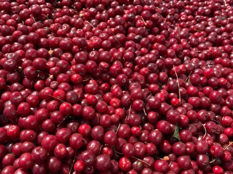 Meggy,bodza fagyasztva,  lekvárnak,  cefrének eladó