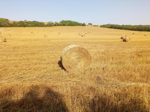 Köles szénakörbála eladó Köles szénakörbála eladó