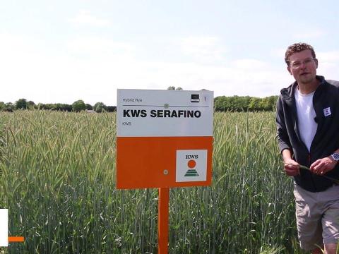 KWS Hibrid Rozs (Vásároljon Európa piacvezető hibrid rozsából! Próbálja ki Ön is) KWS Hibrid Rozs (Vásároljon Európa piacvezető hibrid rozsából! Próbálja ki Ön is)