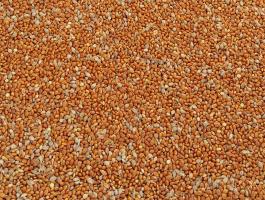 Vörös Köles Takarmány Eladó Debrecenben