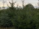 Luc fenyő eladó nagy tételben, több méretben