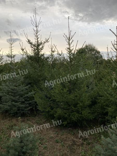 Luc fenyő eladó nagy tételben, több méretben