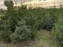 Luc fenyő eladó nagy tételben, több méretben