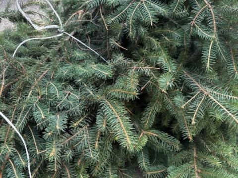 Luc fenyőág eladó Luc fenyőág eladó