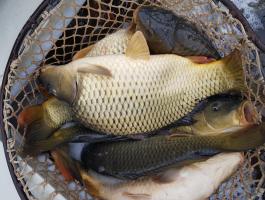 Extra ponty- 8-12kg-ig (10kg-os átlag)2800Ft+Áfa! Compó 3000/kg!Piaci ponty,  keszeg,  kárász,  amur is kapható