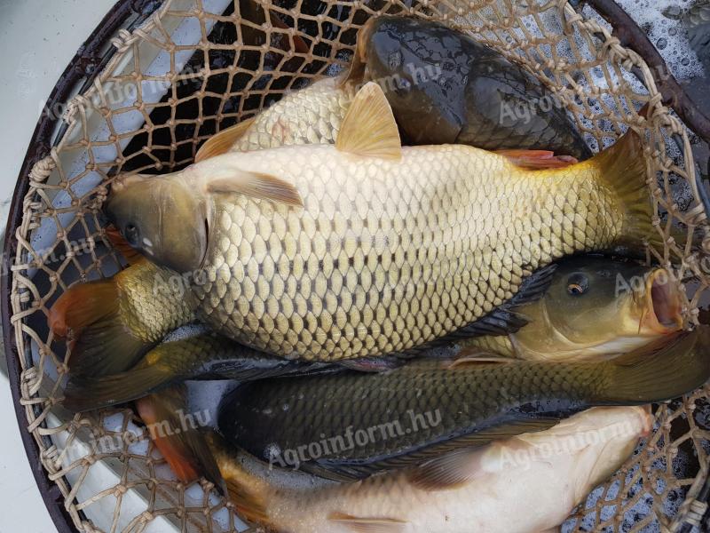 Extra ponty- 8-12kg-ig (10kg-os átlag)2800Ft+Áfa! Compó 3000/kg!Piaci ponty,  keszeg,  kárász,  amur is kapható