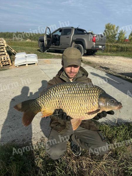 Extra méretű,  8-10 kg-os ponty eladó,  4000 Ft/kg
