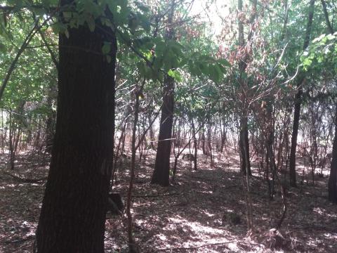 Vágásérett erdő tulajdonjoggal eladó Vágásérett erdő tulajdonjoggal eladó