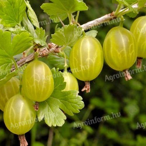 Egres bokor Debrecen őstermelőtől