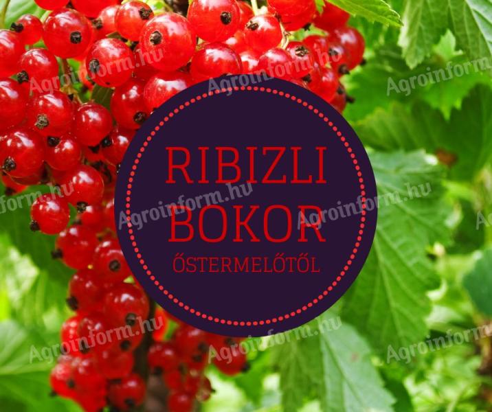 Ribizli bokor Debrecen őstermelőtől