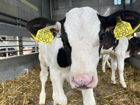 Élőállatok szállítása és felvásárlása kedvező áron Élőállatok szállítása és felvásárlása kedvező áron