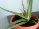 Aloevera szobanövény
