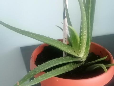 Aloevera szobanövény Aloevera szobanövény