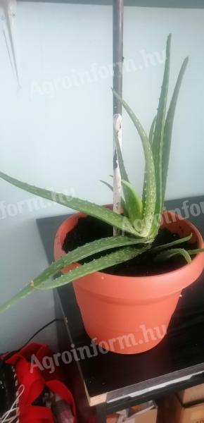 Aloevera szobanövény