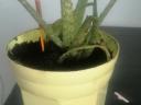 Aloevera szobanövény