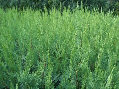 Leylandi ciprus 60-70 cm, 1500 Ft/db, kis cserepes akció: 50 db felett 1400 Ft/db Leylandi ciprus 60-70 cm, 1500 Ft/db, kis cserepes akció: 50 db felett 1400 Ft/db