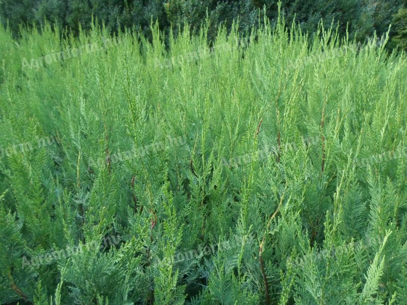Leylandi ciprus 60-70 cm 1500 Ft kis cserepes