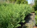 Leylandi ciprus 60-70 cm 1500 Ft kis cserepes