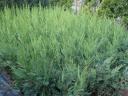 Leylandi ciprus 60-70 cm 1500 Ft kis cserepes