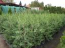 Leylandi ciprus 60-70 cm 1500 Ft kis cserepes