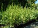 Leylandi ciprus 60-70 cm 1500 Ft kis cserepes
