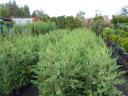 Leylandi ciprus 60-70 cm 1500 Ft kis cserepes