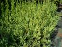 Leylandi ciprus 60-70 cm 1500 Ft kis cserepes
