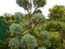 Leylandi ciprus 60-70 cm 1500 Ft kis cserepes