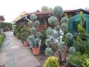 Leylandi ciprus 60-70 cm 1500 Ft kis cserepes