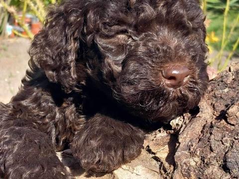 Kiskutya Lagotto Romagnolo Kiskutya Lagotto Romagnolo