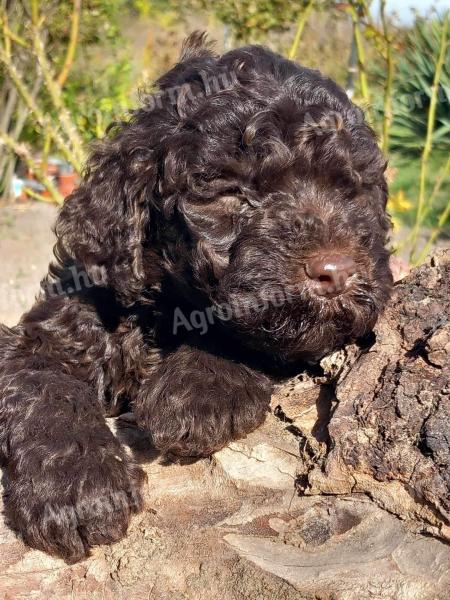 Kiskutya Lagotto Romagnolo