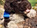 Kiskutya Lagotto Romagnolo