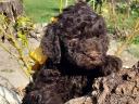 Kiskutya Lagotto Romagnolo