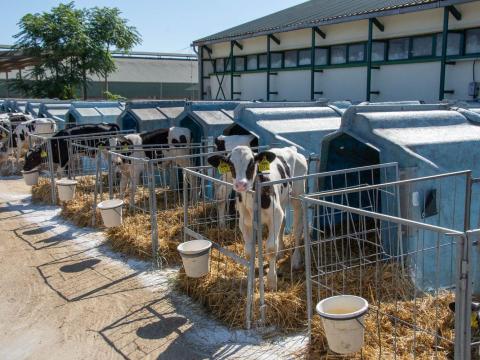 Műszakvezetői állás holstein-fríz tejelő szarvasmarha telepre Műszakvezetői állás holstein-fríz tejelő szarvasmarha telepre