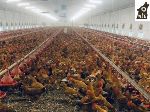 Professzionális szárnyasállat tartás etetés technológia a Wolfoodenginnering Kft-től Professzionális szárnyasállat tartás etetés technológia a Wolfoodenginnering Kft-től