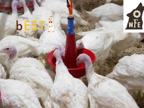 Professzionális szárnyasállat tartás itatás technológia JUMBO a Wolfoodenginnering Kfttől Professzionális szárnyasállat tartás itatás technológia JUMBO a Wolfoodenginnering Kfttől