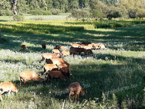 Kameruni birkahús eladó