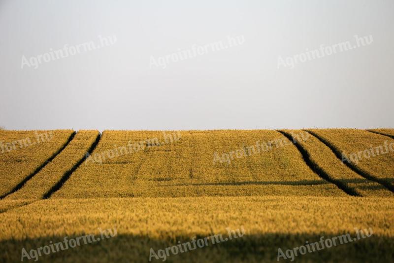 Termőföld